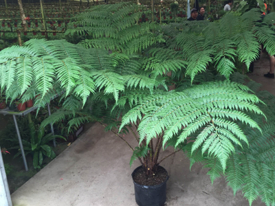 14" Fern Australian Tree  